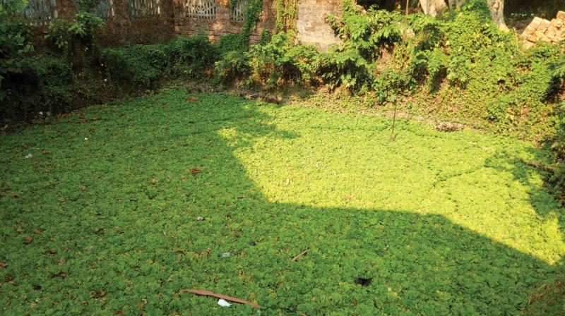 The algae filled pond at Zamorins School waiting for new lease of life