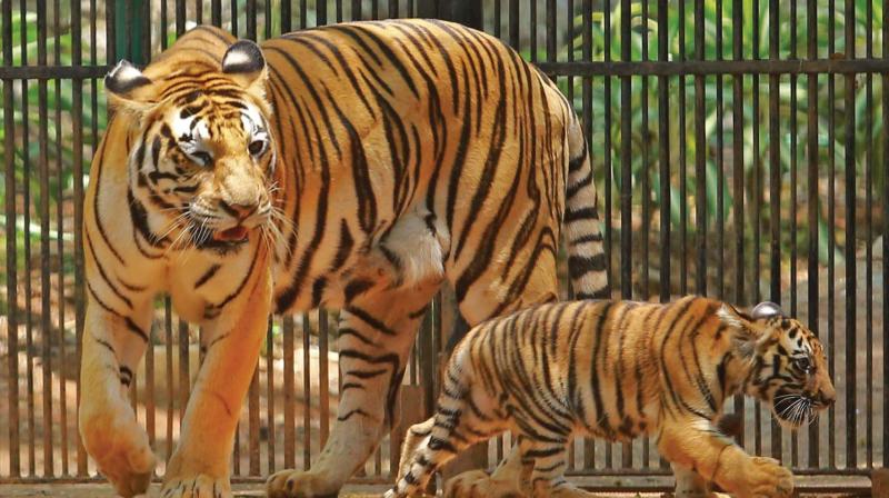 T.V. Anil Kumar, zoo superintendent, told DC that the mother and the newborn have been put in the first enclosure so that the visitors can see them easily.