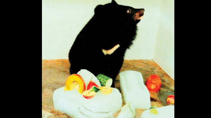 Kohima, a Himalayan bear relishing the frozen fruits and vegetables at Thiruvananthapuram Zoo on Sunday.  (Photo: DC)