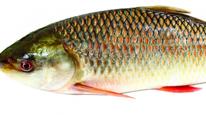 Vijayawada gets sea fish from the Machilipatnam coast besides some freshwater fish reared locally.