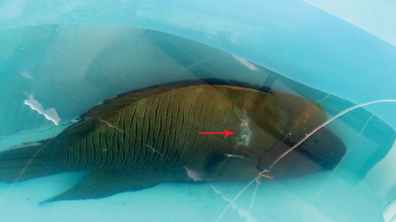 Giant Humphead Wrasse after the surgery. The sutured portion is also seen.