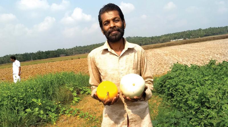 Vivekanandan with white and golden cucumbers