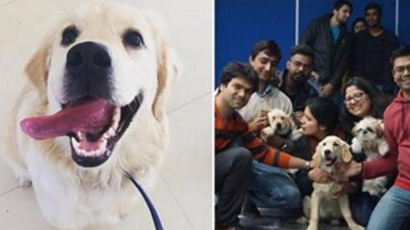 Three friends in Gurgaon decided to tap pet therapy market in Indian by setting up the Fur Ball Story in 2016. (Photo: Facebook)