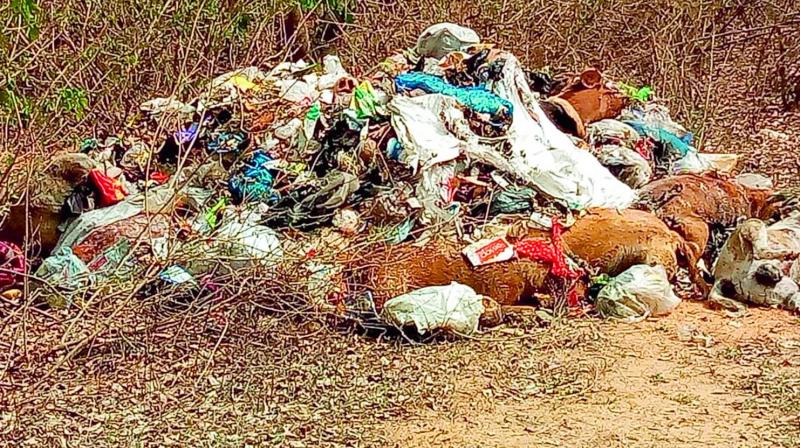 The dogs were found dead and dumped along with garbage in Kongara forest.