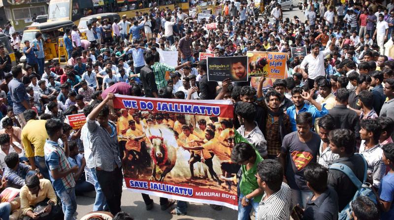 Hundreds of youths who have gathered from southern districts, participating in a protest demanding the Central government to lift the ban on Jallikattu, in Madurai. (Photo: PTI)