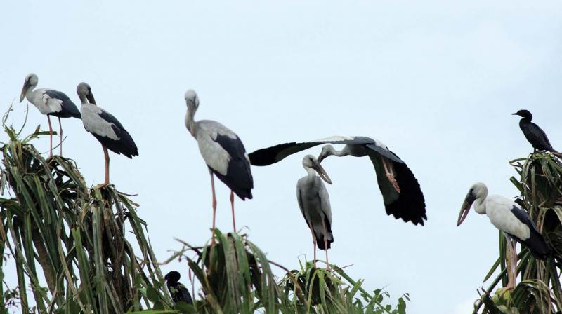 Asian Openbill Stork sighted at Thirunavaya.