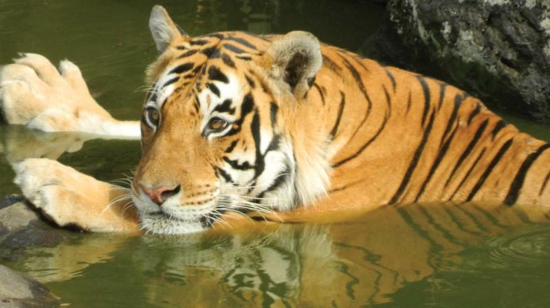 The photo of a tiger captured by Sasidharan Parakkuth.
