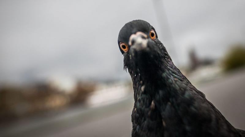Pigeons and humans both slow down by the same amount under double stress (Photo: AFP)