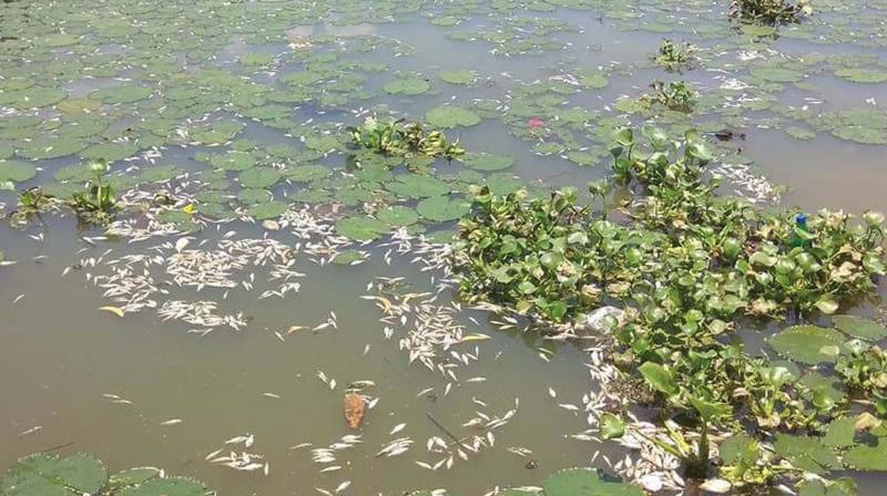 Dead fish in Veli lake