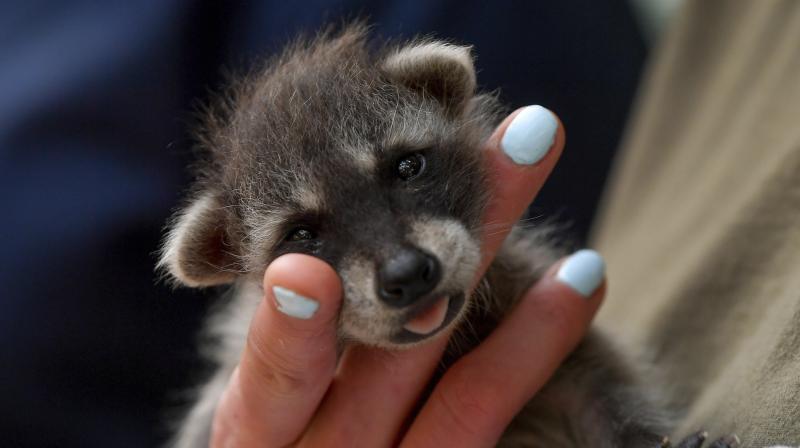 Cute animals pictures that will melt your heart