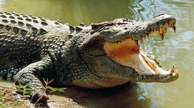 Lack of proper care and attention by forest departments pose a threat to crocodile habitat in Manjira sanctuary.