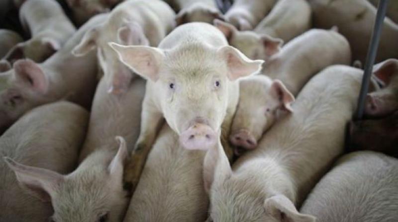 The swine menace in the Indra Nagar and Raghavendra Nagar colonies of Nacharam seems to be never ending with the animal population continuing to  grow.