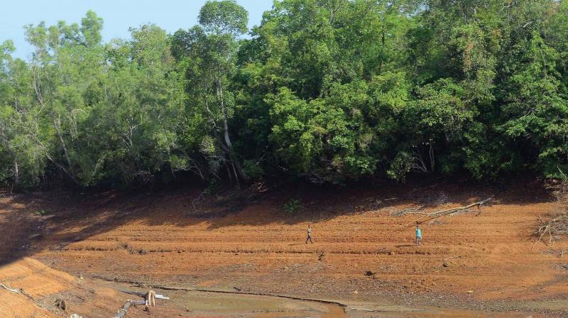 Accasia plantations on the banks of Neyyar. 	(Photo: DC)