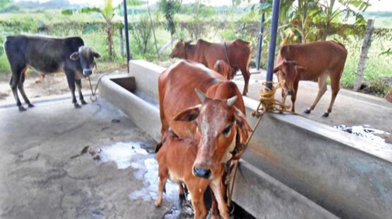 Cows sheltered at the Dhyan foundations Chennai goshala. 	(Photo: DC)