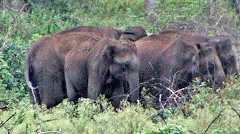 Elephant herd in Sathyamangalam Tiger Reserve. (Photo: DC)