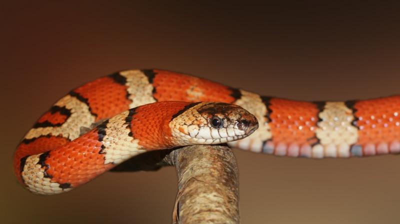Egyptian charms some of the worlds most dangerous snakes to sleep. (Photo: Pexels)