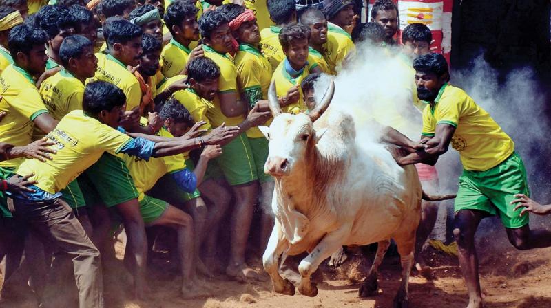 The bull tamers are seen trying to tame the sporting bull that is released into arena at jallikattu in Avaniyapuram near Madurai on Sunday.(Photo: K.  Manikandan)