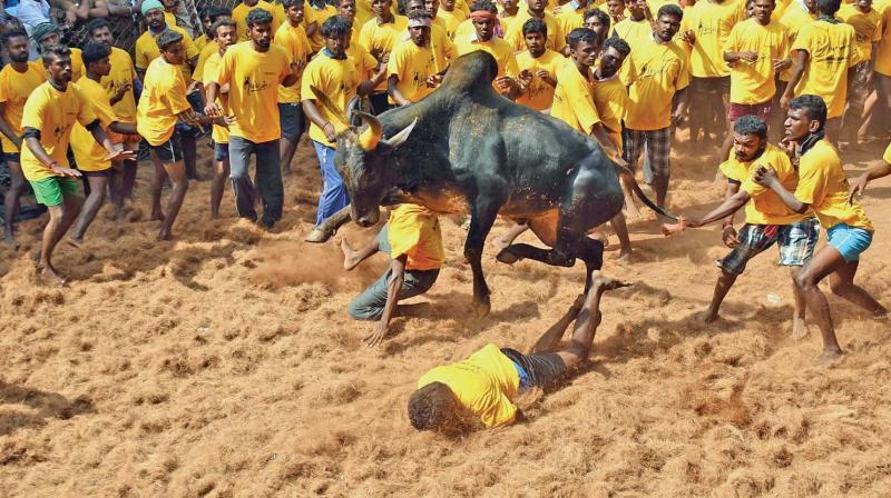 Bull tamers have a go at the sporting bulls released into the arena in Avaniyapuram near Madurai on Sunday. (Photo: K Manikandan)