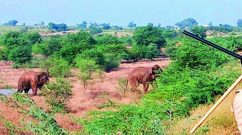 The male and female elephants that walked into the district from Karnataka. (Photo: DC)