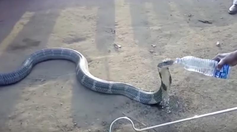 The 12-foot snake was surrounded by one villager who was seen holding the tail and another with the snake catcher if it sprang at the villagers. (Photo: Youtube/CatersTV)