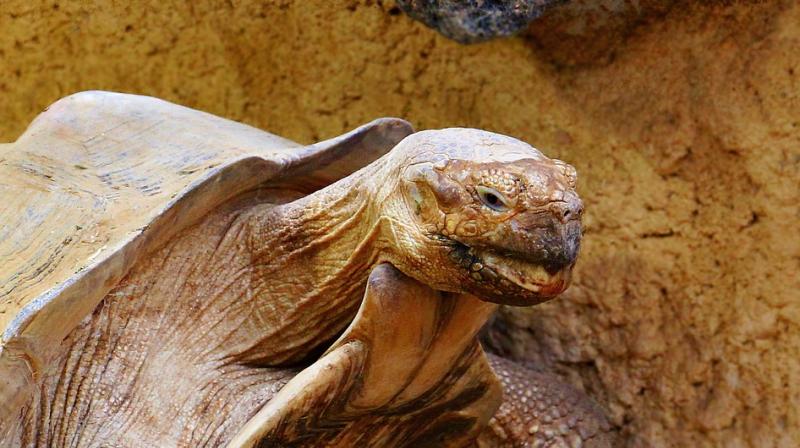 Researchers with the Galapagos Conservancy and the Galapagos National Park are now trying to restore the species by selecting 20 specimens with higher amounts of the Floreana tortoise in its DNA to reproduce. (Photo: Pixabay)