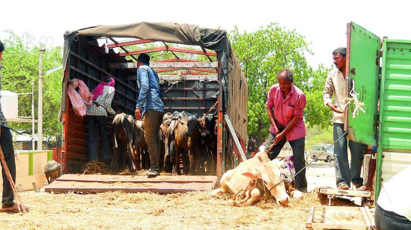 A worker struggles to load an ox onto a vehicle. The animals bought from the cattle market in Kondamadugu are being taken to various slaughterhouses in the city. (Photo: DC)