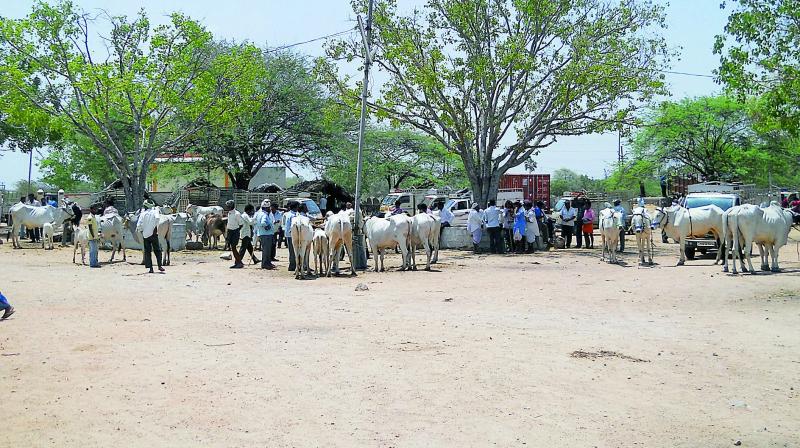 Oxen lined up to be sold to slaughterhouses in the city, at the cattle market in Kondamadugu. Most buyers were from slaughterhouses in the Old City on Tuesday. (Photo: DC)