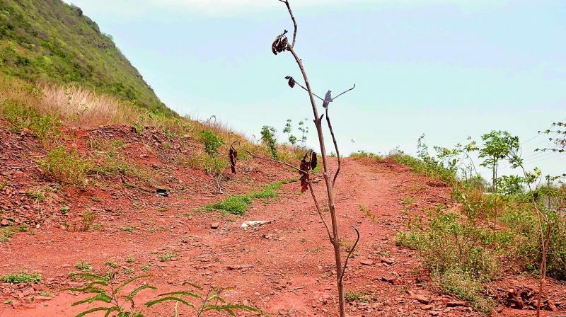 Saplings withered at Kotthuru Tadepalli, where Chief Minister participated in mass plantation programme of Vanam Manam near Vijayawada, on Tuesday.