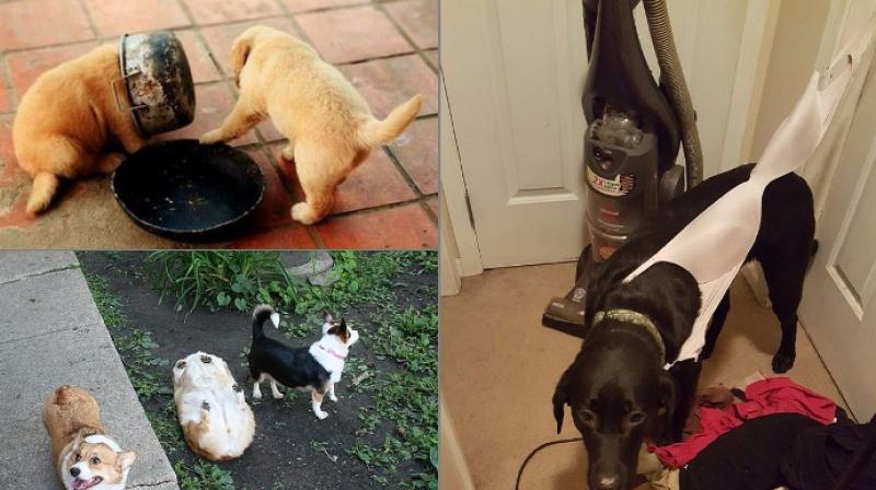 Netizens share images of their dogs landing in hilarious situations