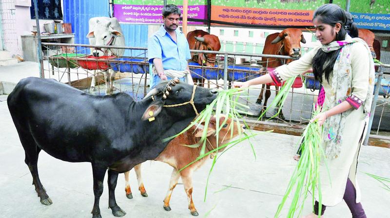 The endangered Punganur species of cow, which is found only in Andhra Pradesh and whose urine is said to have anti-diabetic properties. (Photo: DC)