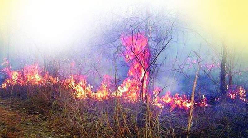 Telangana forest department stated that most of these fires were caused by humans. (Representational image)