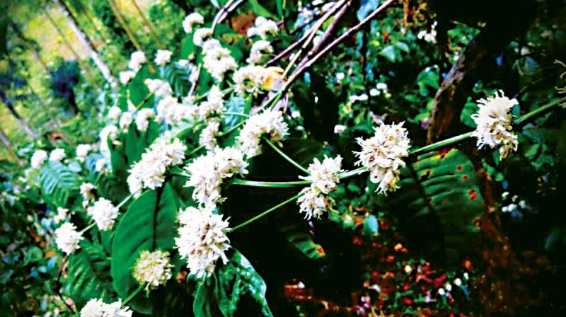 The moderate rain leaves the coffee plantations dry.