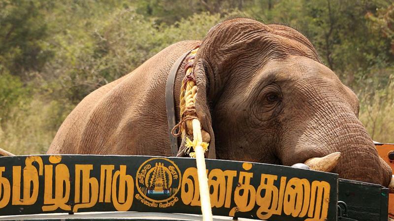 Wild elephant Chinnathambi being tranquilized near Somayanoor on suburbs of Coimbatore. (File photo)