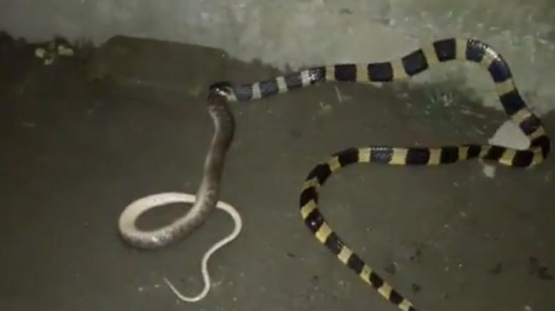 Several snakes can swallow objects bigger than them (Photo: YouTube)