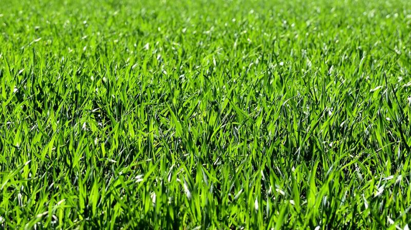 Healing benefits of Bermuda grass. (Photo: Pixabay)