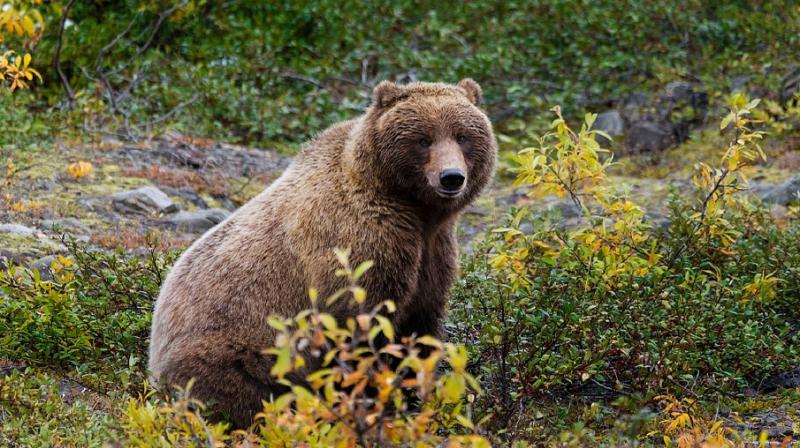 Bears in Alaska are primary distributers of small fruit seeds. (Photo: Pixabay)