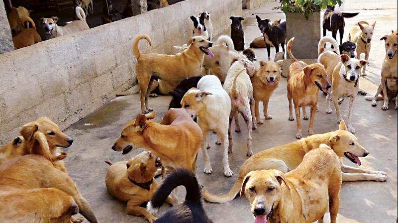 While the BBMP does have an Animal Birth Control  programme to check the population of strays in the city, the many stray puppies found on the roads is an indication of how poorly it is implemented. (Representational image)