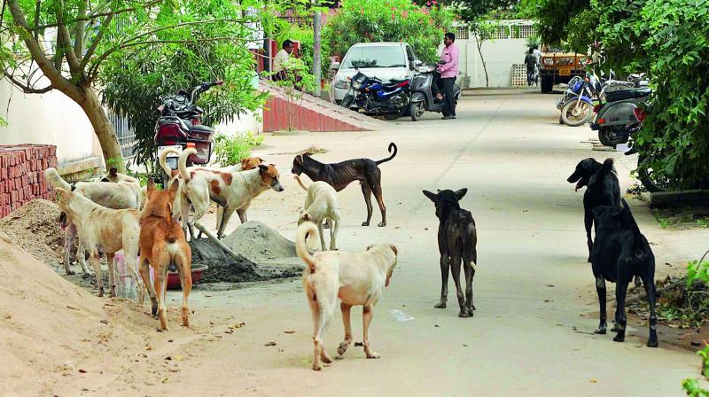 A pack of dogs at Adavitakkellapadu in Guntur on Wednesday. (Photo: DC)