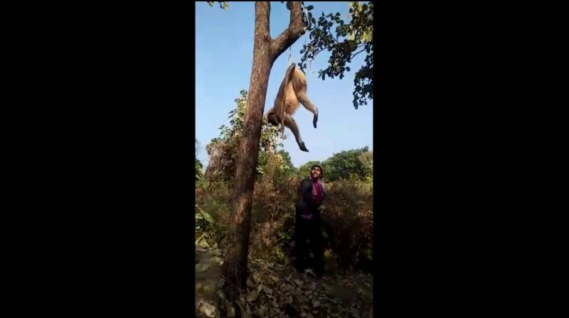 A man was filmed mercilessly beating a langur with a stick until the animal died. (Photo: Facebook/ Fauna Police)