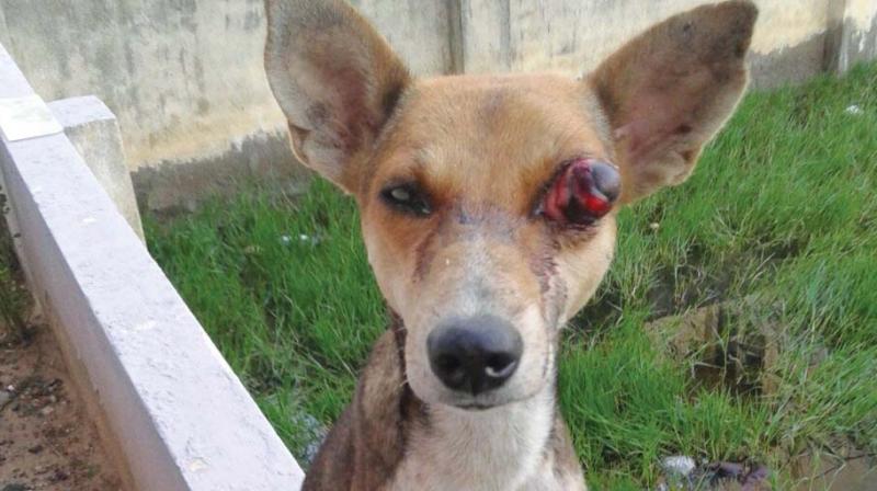Sowmya Sankaran, a social entrepreneur and city-based activist in Puzhuthavakkam, found the stray dog abused and beaten up, and with the eyeball of her left eye sticking out.