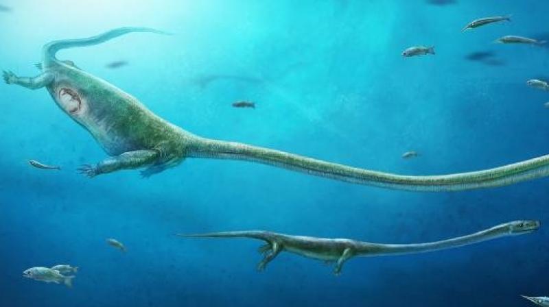 Dinocephalosaurus is the first member of a broad vertebrate group called archosauromorphs that includes birds, crocodilians, dinosaurs and extinct flying reptiles known as pterosaurs known to give birth this way.
