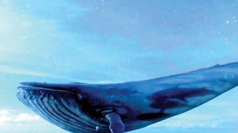 Blue Whale challenge