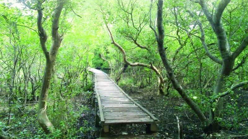Coringa Wildlife Sanctuary (CWS) is in Chollang village which is 18-km away from kakinada