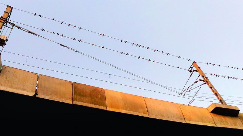 Wildlife experts say the habit of feeding pigeons is more dangerous than people think.