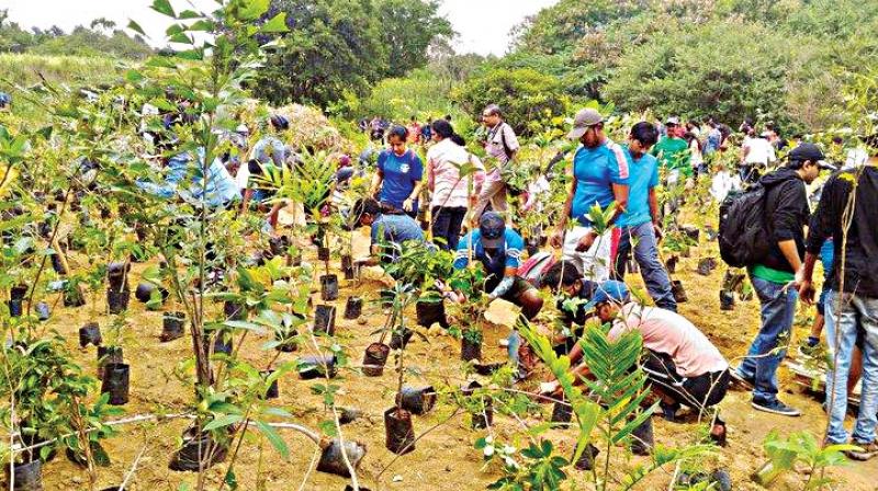 Volunteers from Say Trees at a plantation drive