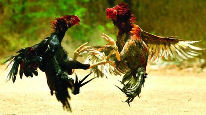 In an attempt to mount pressure on the state government to allow cockfights to be conducted in a traditional manner, at least during the three days of the Sankranti festival, villagers passed a resolution at the Grama Sabha to conduct cockfights without any gambling or anti-social activities at Vempa village of Bhimavaram mandal in West Godavari in the late evening on Thursday.