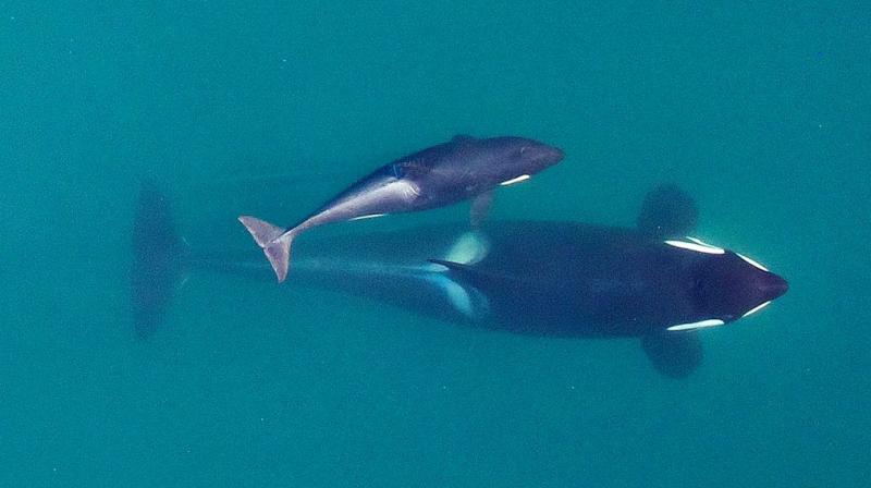 In Photos: Animals who grabbed headlines this week In Photos: Animals who grabbed headlines this week