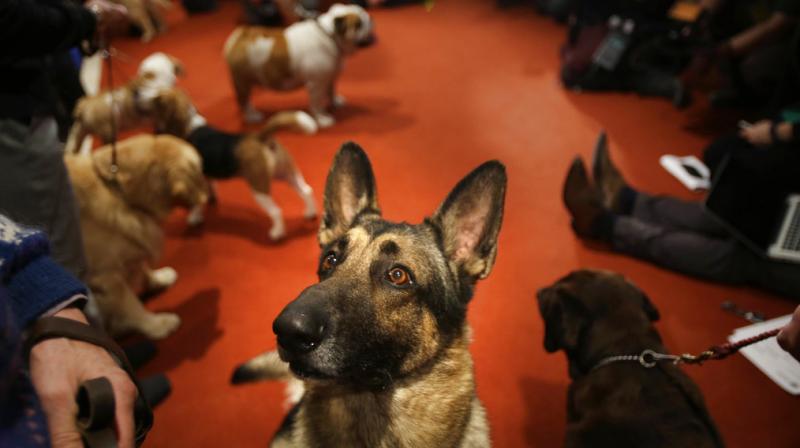 In Photos: American Kennel Club declares most popular breeds, Labradors rank first