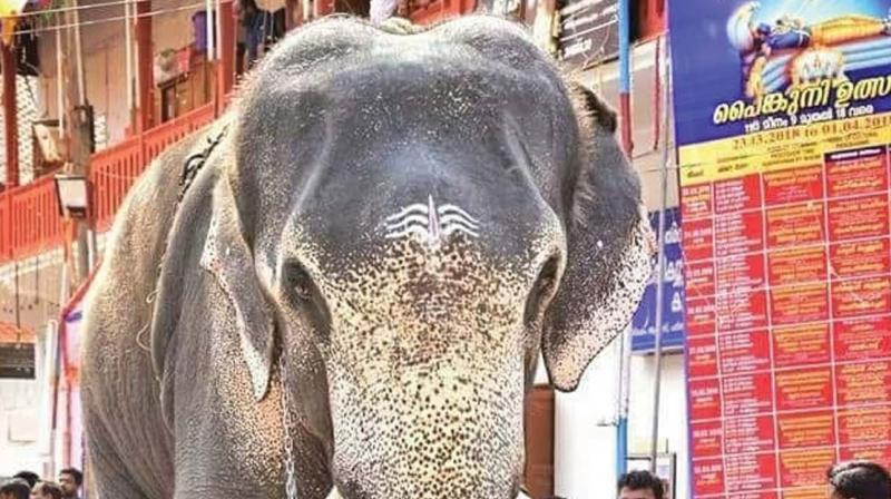 The elephant is currently in the elephant rehabilitation centre, Kottoor. A detailed investigation was underway, the ACF said.