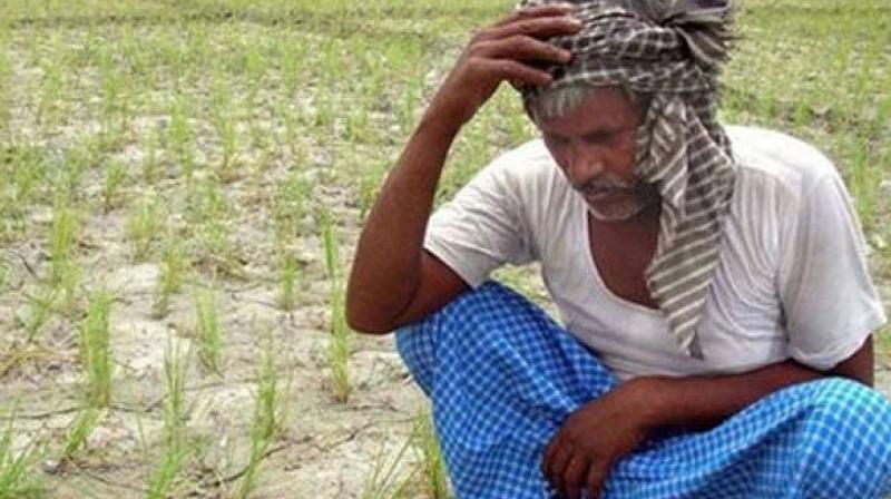 It is said that farmers were not getting crop loans and some of them took the extreme step as their cotton crop was attacked by pink bollworm.  (Representational Images)